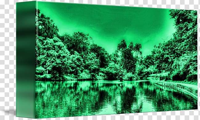 Biome Forest Vegetation Desktop , swan lake transparent background PNG clipart