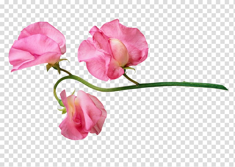 Garden roses Flower Portable Network Graphics, flower transparent background PNG clipart