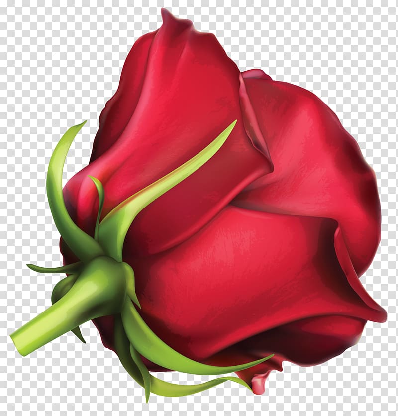 red rose illustration, Garden roses Cut flowers Petal Red, Large Red Rose transparent background PNG clipart