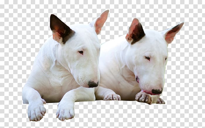 Miniature Bull Terrier Bull and Terrier Old English Terrier Bulldog, bull terrier transparent background PNG clipart