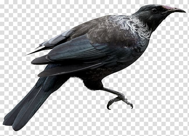 American crow New Caledonian crow Bird Rook Common raven, Bird transparent background PNG clipart