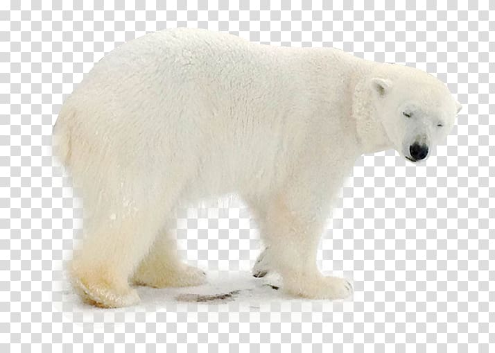Polar bear Animal, Polar bears foraging transparent background PNG clipart