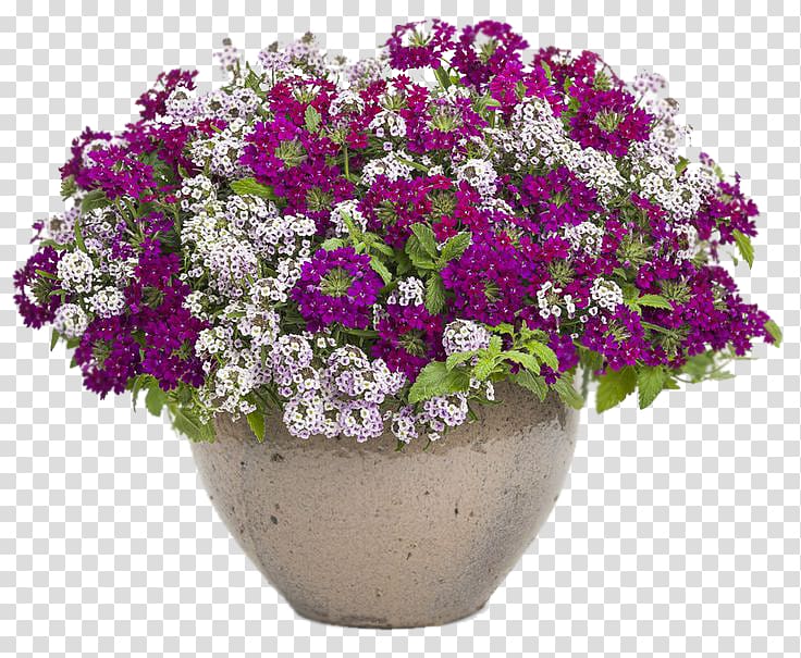 Vervain Flowerpot Garden Floristry, flower transparent background PNG clipart