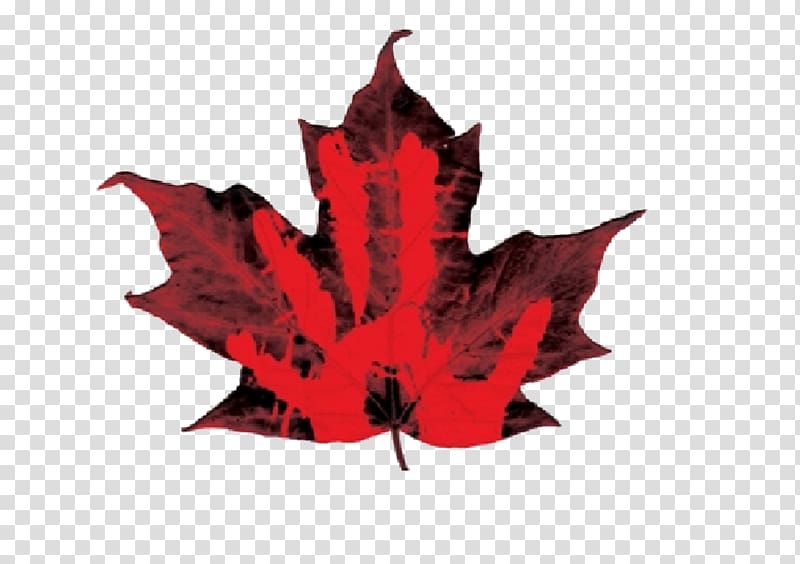 Canada Sugar maple Norway maple Maple leaf, Maple Leaf transparent background PNG clipart