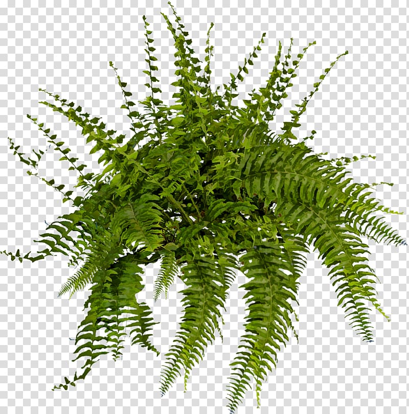 green leafed plant, Brush Rendering, foliage transparent background PNG clipart