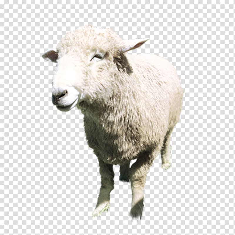 Boer goat Sheep Milk Lanolin Tmall, Aries standing transparent background PNG clipart