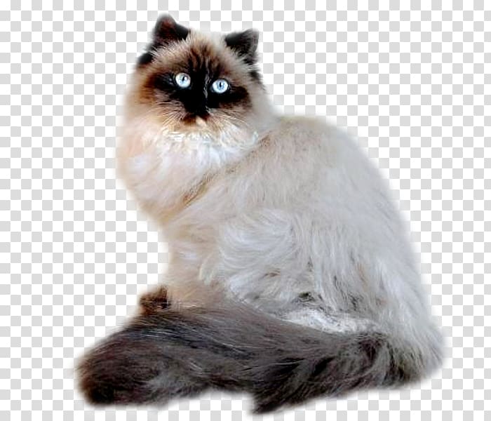 Asian Semi-longhair Persian cat Himalayan cat Birman Ragamuffin cat, Nikita transparent background PNG clipart