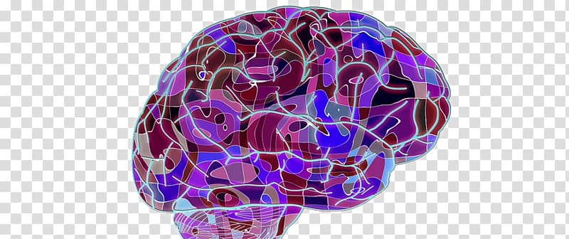 Human brain Development of the nervous system Cognitive training Research, Multiple Sclerosis transparent background PNG clipart
