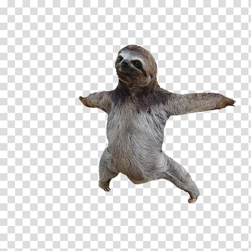 Adopt a Sloth Baby Sloths , sloth transparent background PNG clipart