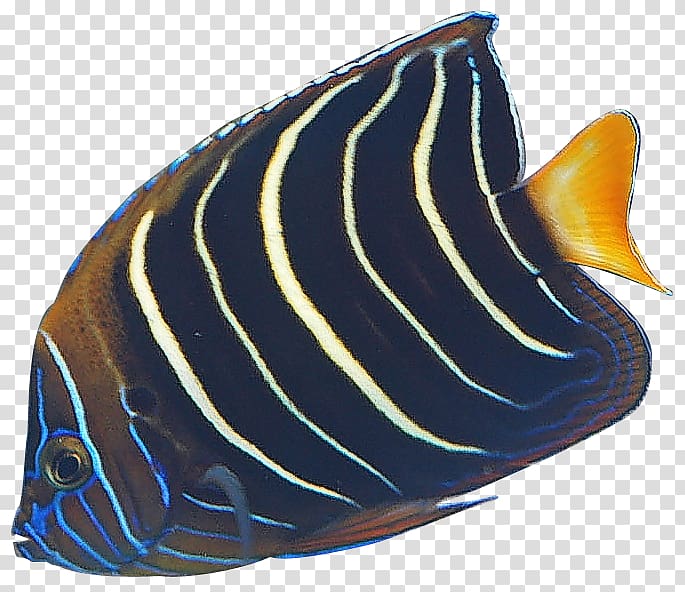Angelfish Banded butterflyfish , Angel Fish transparent background PNG clipart