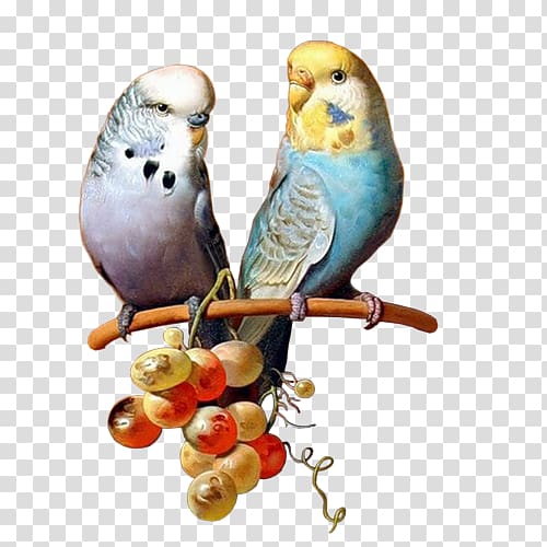 Bird Budgerigar Parakeet Basset Hound Painting, Bird transparent background PNG clipart