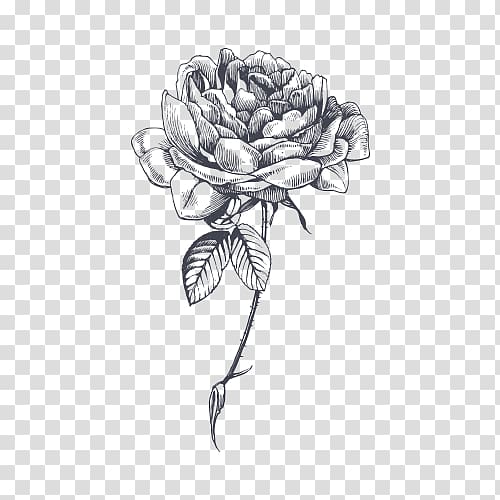 Drawing Rose YouTube Sketch, rose transparent background PNG clipart
