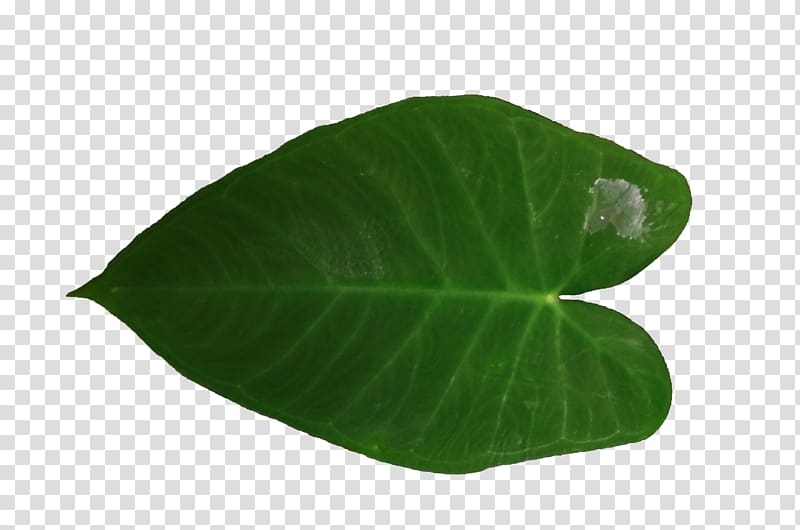 Leaf, satisfy shoots creative green poster transparent background PNG clipart