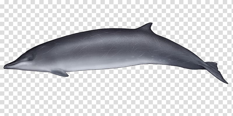 Common bottlenose dolphin Wholphin Tucuxi Short-beaked common dolphin Rough-toothed dolphin, Grey Whale transparent background PNG clipart