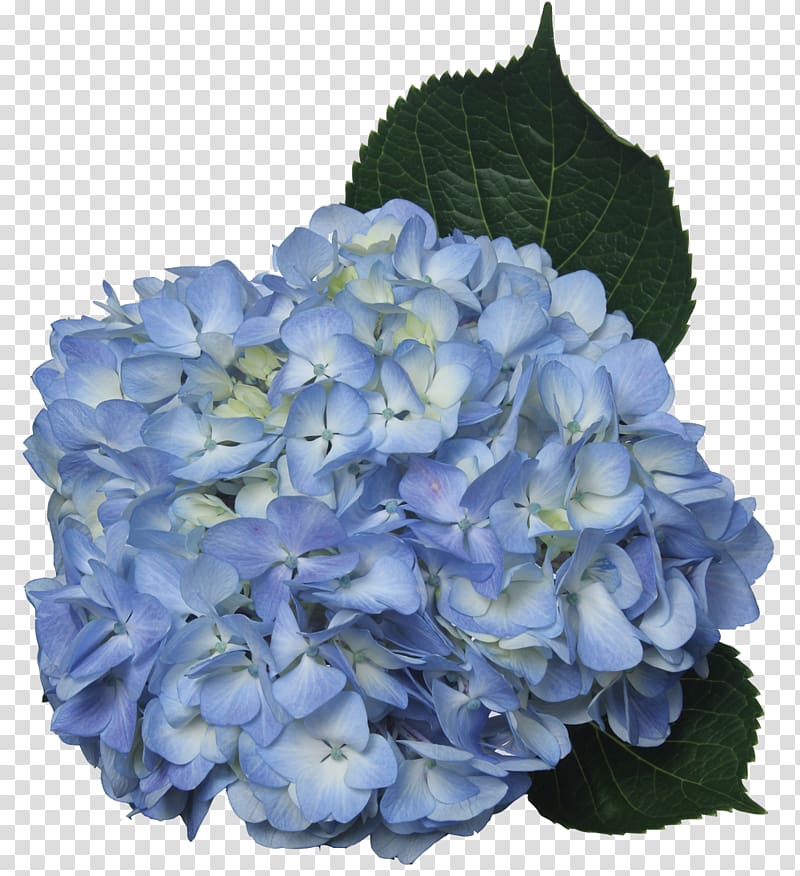 Hydrangea Cut flowers Blue Green, blue flower transparent background PNG clipart