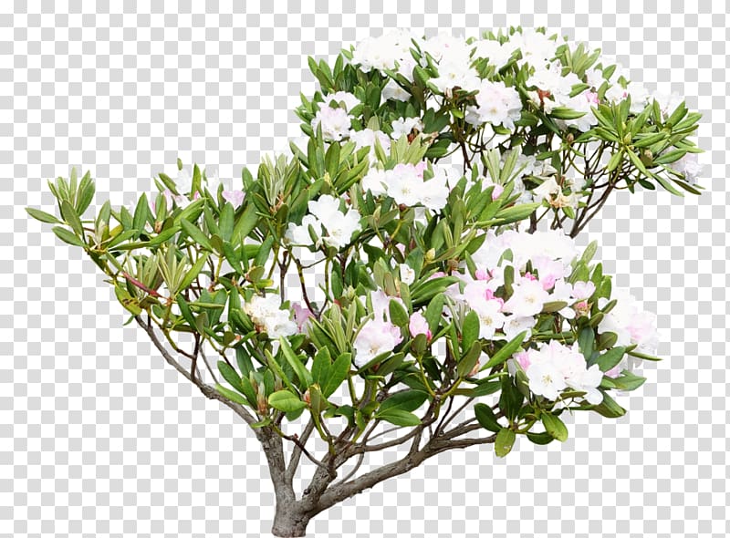 Rhododendron Shrub Common lilly pilly Tree, rhododendron transparent background PNG clipart