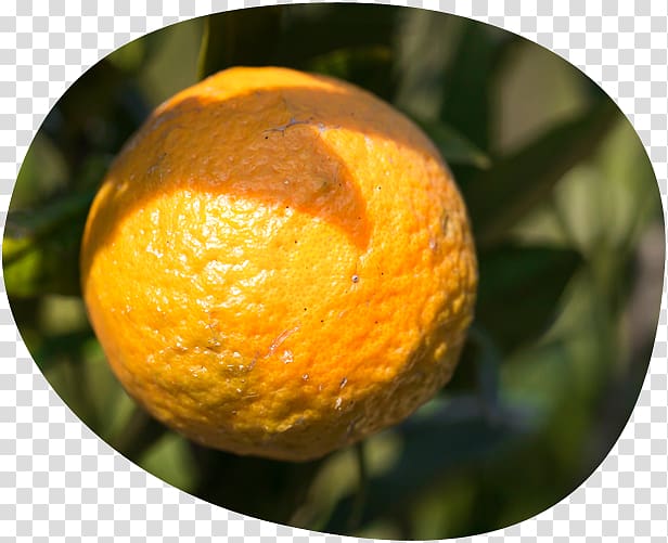 Clementine Tangerine Tangelo Mandarin orange Rangpur, others transparent background PNG clipart