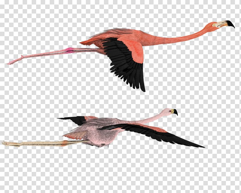 American flamingo Bird Flight , flamingo transparent background PNG clipart