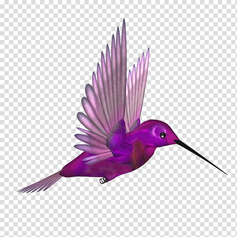 Hummingbird Flight Beak Wing, Purple beak bird fly transparent background PNG clipart