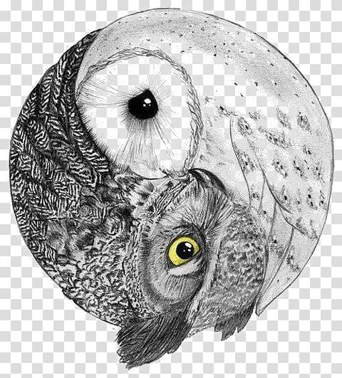 owl transparent background PNG clipart