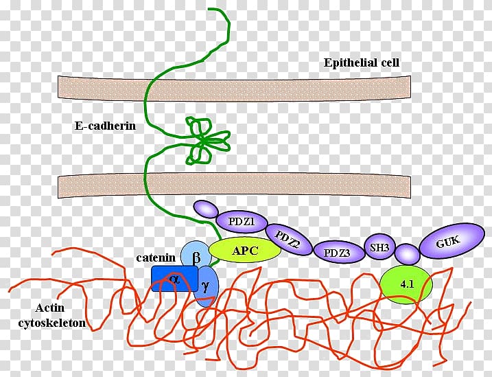 DLG1 Protein domain Atlas of Genetics and Cytogenetics in Oncology and Haematology Homology, others transparent background PNG clipart