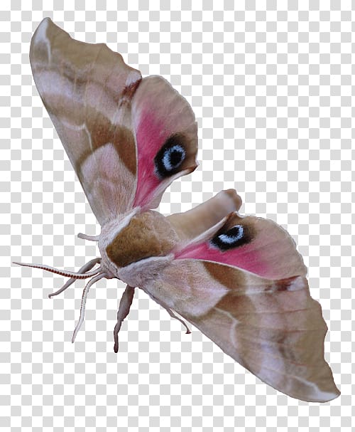 Butterfly Hummingbird hawk-moth Insect Caterpillar, buterfly transparent background PNG clipart