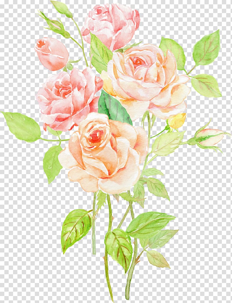 Garden roses Beach rose Centifolia roses Flower, Creative Valentine\'s Day transparent background PNG clipart