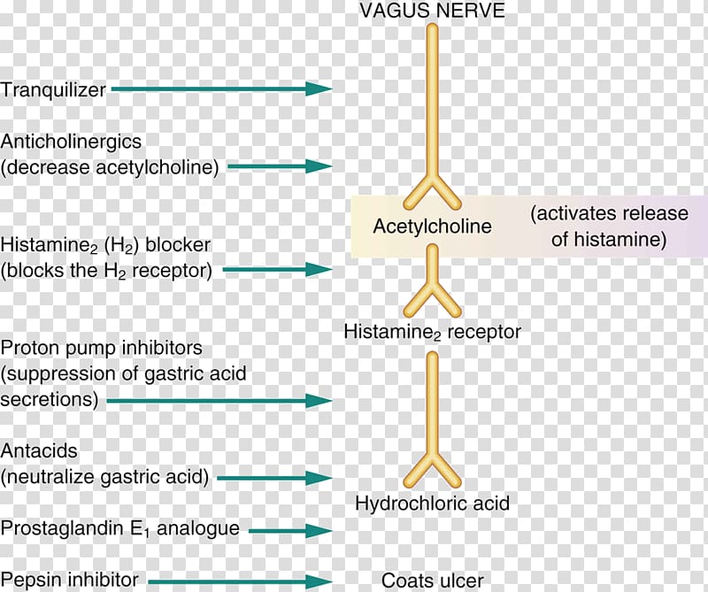 Histamine Peptic ulcer disease Pharmaceutical drug Antacid Gastroesophageal reflux disease, others transparent background PNG clipart