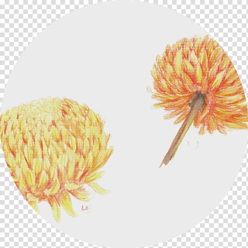 Close-up Chrysanthemum Pollen, chrysanthemum transparent background PNG clipart