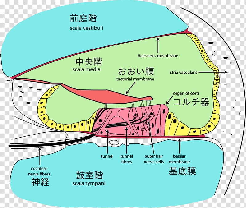 Organ of Corti Cochlea Basilar membrane Tectorial membrane Perilymph, ear transparent background PNG clipart