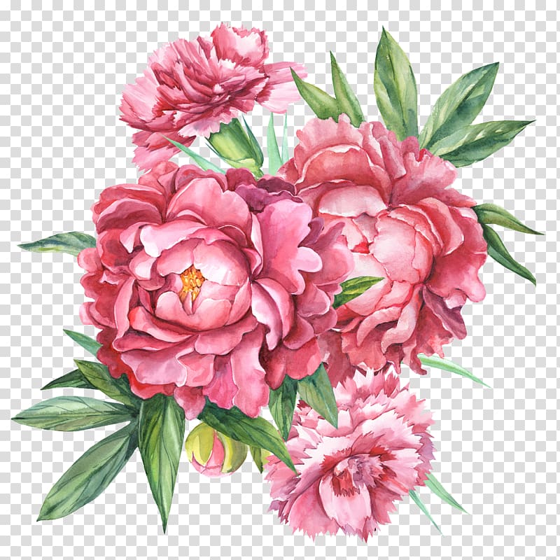 pink peony flowers illustration, Floral design Carnation Botanical illustration Flower bouquet Botany, flower transparent background PNG clipart