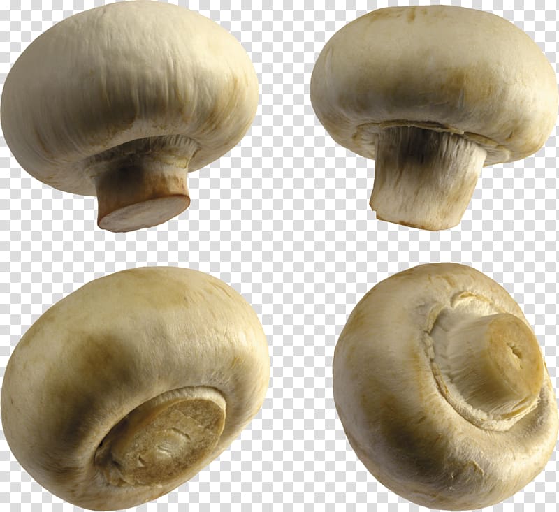Common mushroom Fungus , mushroom transparent background PNG clipart