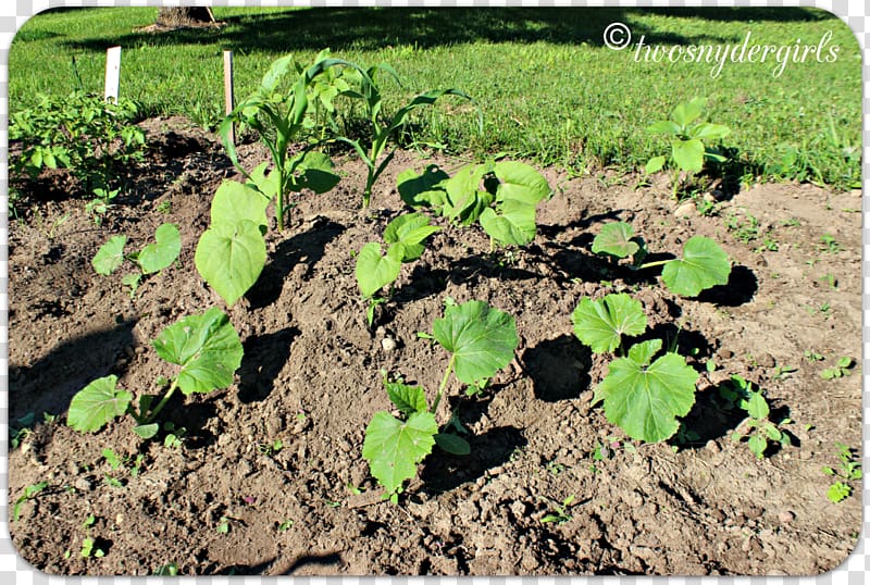 Agriculture Soil Crop Plantation Tree, shading beans transparent background PNG clipart