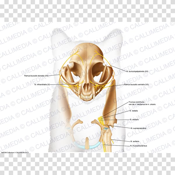 Skull Bone Anatomy Ear Head, skull transparent background PNG clipart