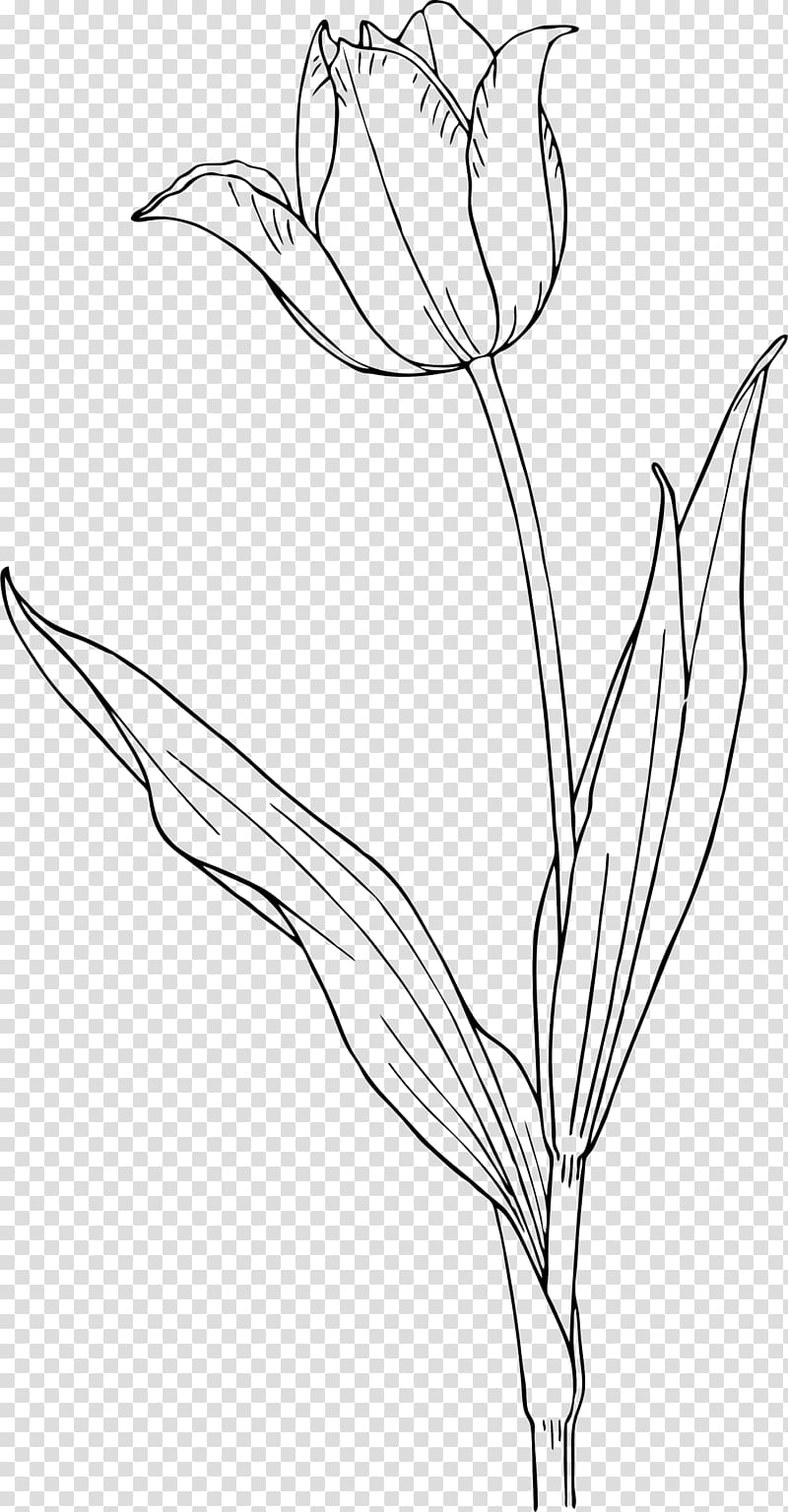 Tulip Tattoo Nature Drawing and Design; , tulip transparent background PNG clipart