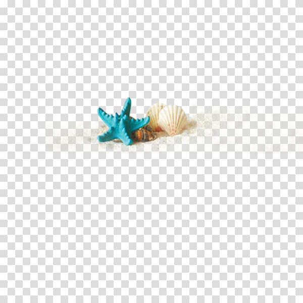 starfish and two seashells, Seashell, Seashells and starfish marine elements transparent background PNG clipart