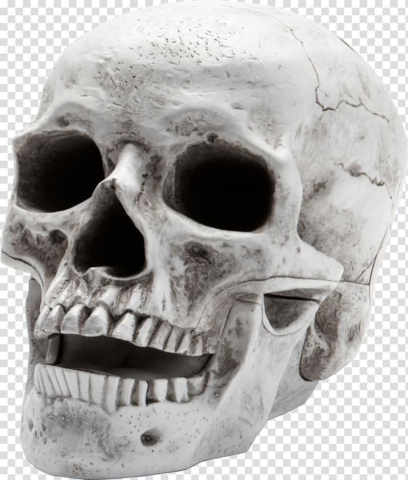 human skull model, Skull Open Mouth transparent background PNG clipart