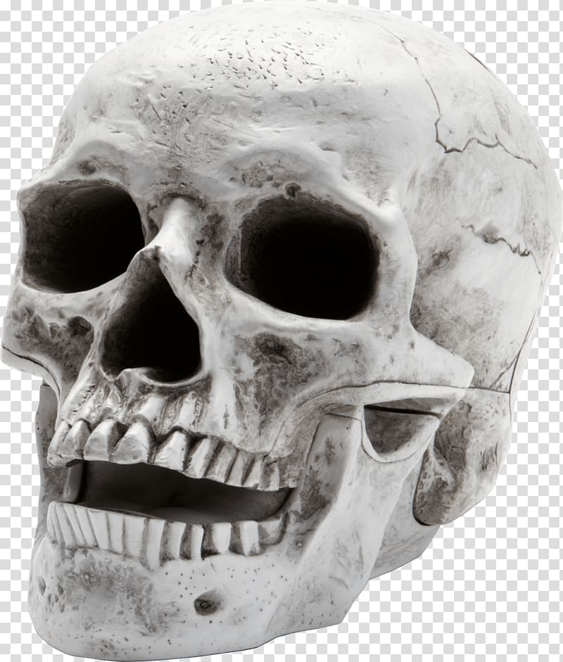 human skull open mouth