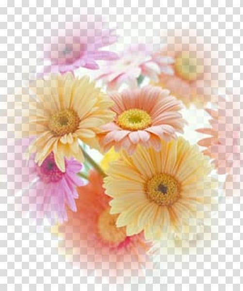 Transvaal daisy Cut flowers Chrysanthemum Oxeye daisy, others transparent background PNG clipart