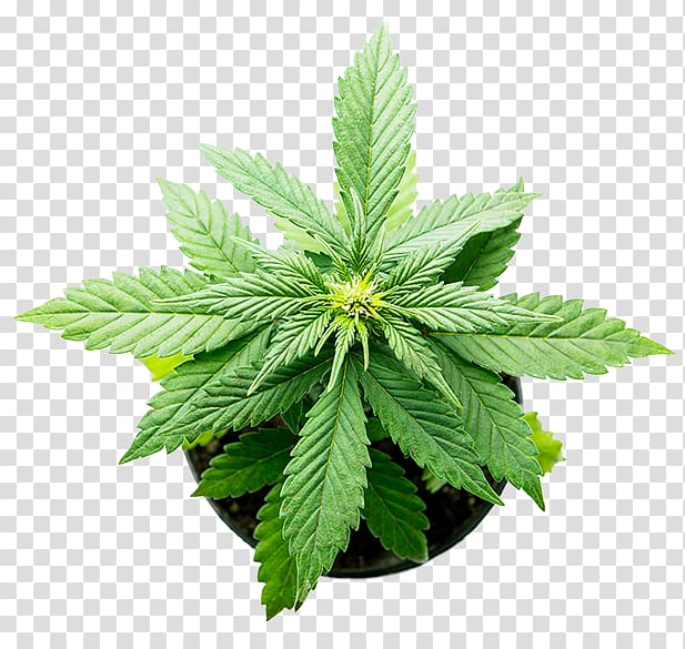 Hemp Medical cannabis Plant Cannabidiol, Pot plant transparent background PNG clipart