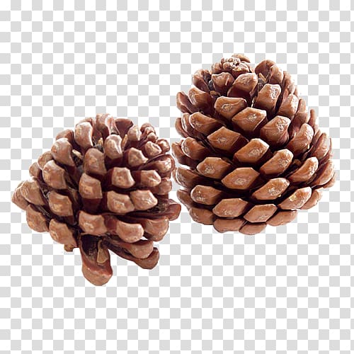 two brown pine cones , Lacebark Pine Pinus massoniana Conifer cone Pinus armandii Flower, Brown pine cone transparent background PNG clipart