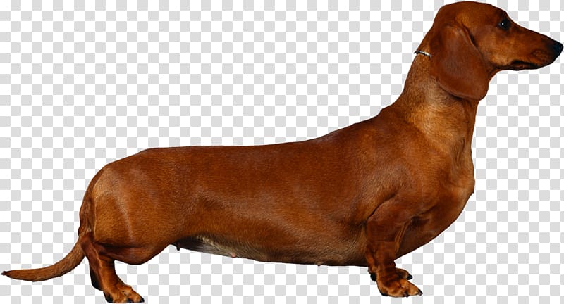 Dachshund English Cocker Spaniel Puppy Breed, 3d dog transparent background PNG clipart
