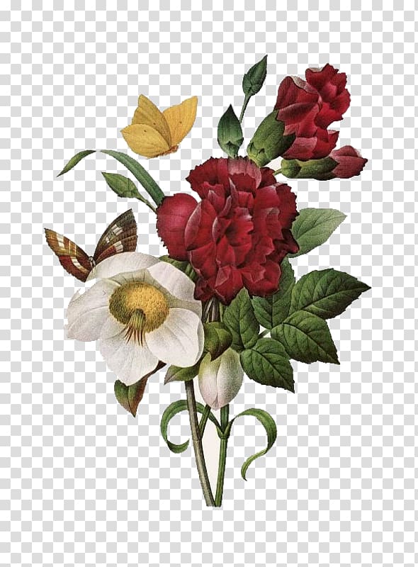 The Most Beautiful Flowers Amazon.com Roses The Book of Flowers, Flowers transparent background PNG clipart