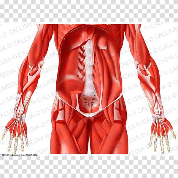 Hip Muscle Illustration anatomique Tendon Anatomy, abdomen anatomy transparent background PNG clipart