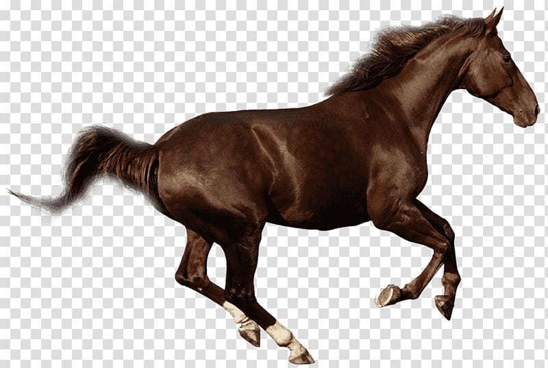 Budyonny horse Gallop Foal Mare , Amazone Zu Pferde transparent background PNG clipart