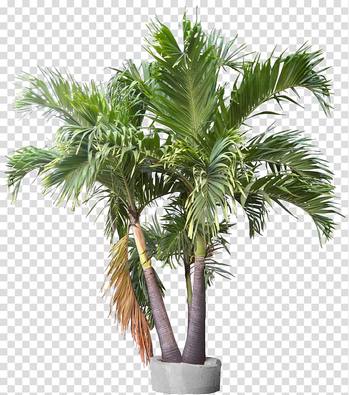 Rhapis excelsa California palm Adonidia Areca palm Plant, plant transparent background PNG clipart