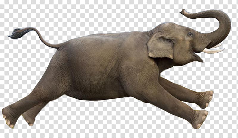 African bush elephant Elephantidae Asian elephant Mahout Elephant Run, cnco transparent background PNG clipart