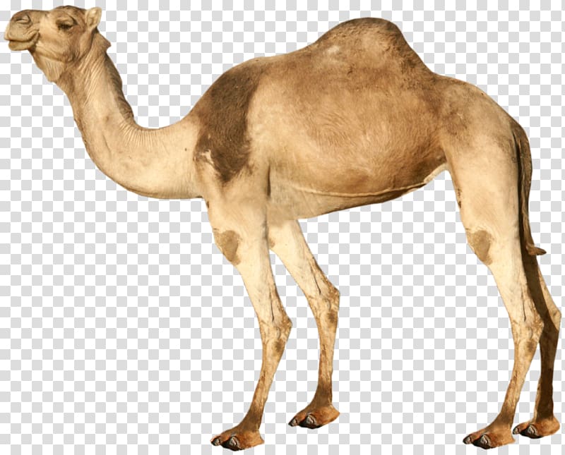 Dromedary Bactrian camel, Camel transparent background PNG clipart