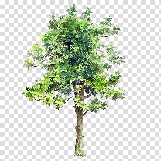 trees painted trees painted element transparent background PNG clipart