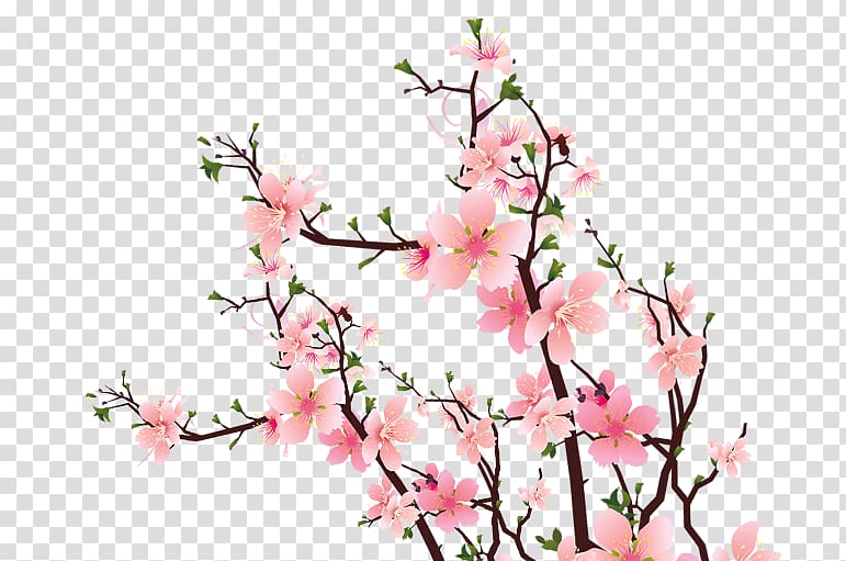 Common plum Plum blossom Pink Flower, Pink plum blossom transparent ...